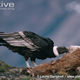 Illustration for article titled Vednesday Vulture - Vultur gryphus Edition